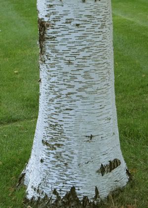 paper birch bark