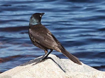 common grackle female. I think this is a female common grackle. Has that creepy sinister grackle