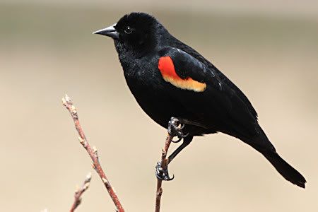 XSi_3776_RedWingBlackbird.jpg