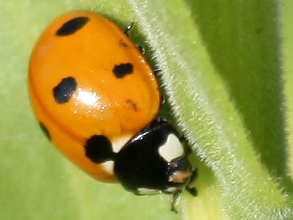 colorful arthropods