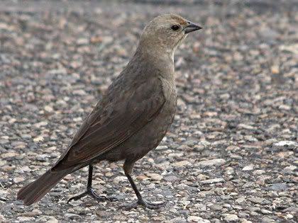 common grackle female. female common grackle. Brown-headed Cowbird Female