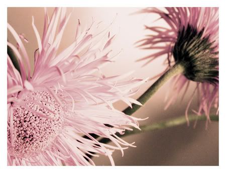 IMAGE: http://img.photobucket.com/albums/v647/pixel-plus/Floral-Beauty.jpg