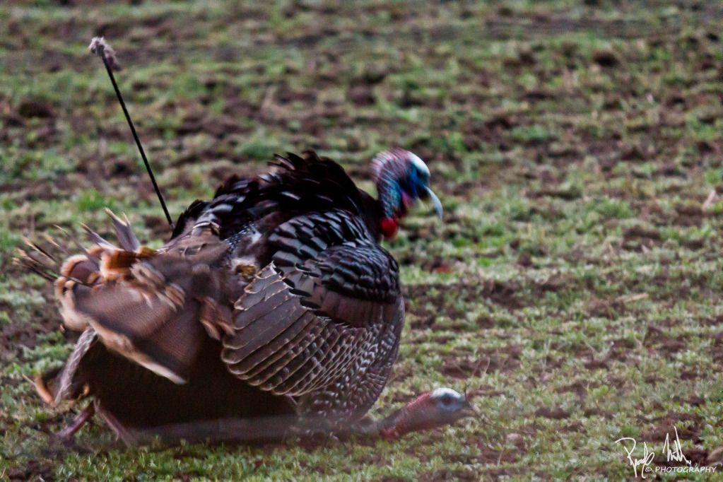 2012TurkeyBowhunt1005-1.jpg