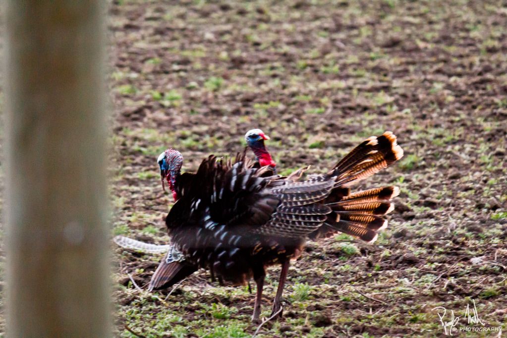 2012TurkeyBowhunt1031-1.jpg