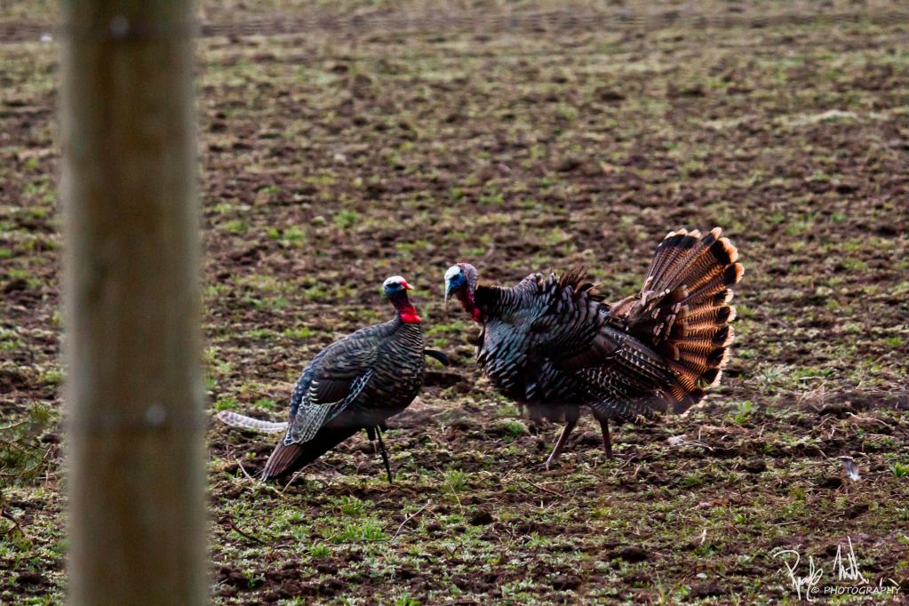 2012TurkeyBowhunt1042-1.jpg