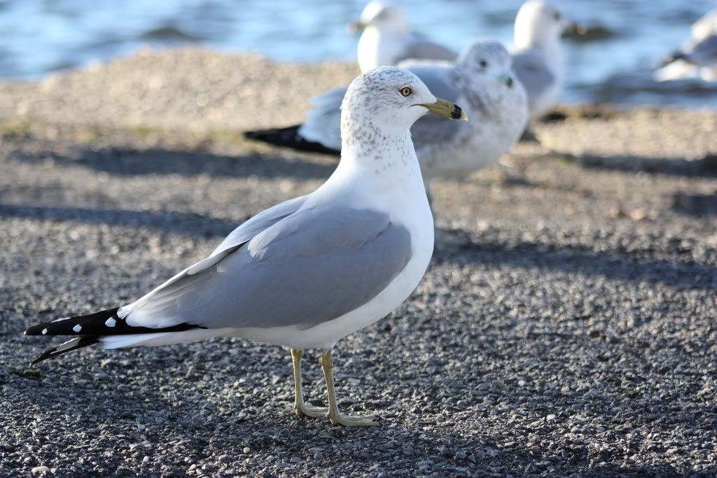 IMAGE: http://img.photobucket.com/albums/v648/mike682/IMG_0190adj.jpg