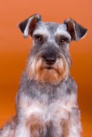 miniature schnauzer dog image
