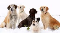 Dog+breeds+a+z+list