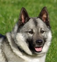 norwegian elkhound dog image