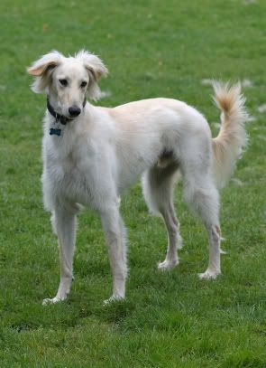 white saluki