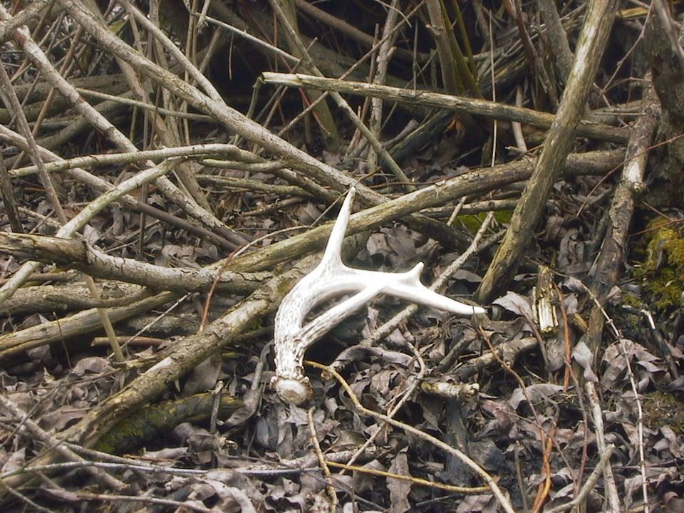 antler2005.jpg