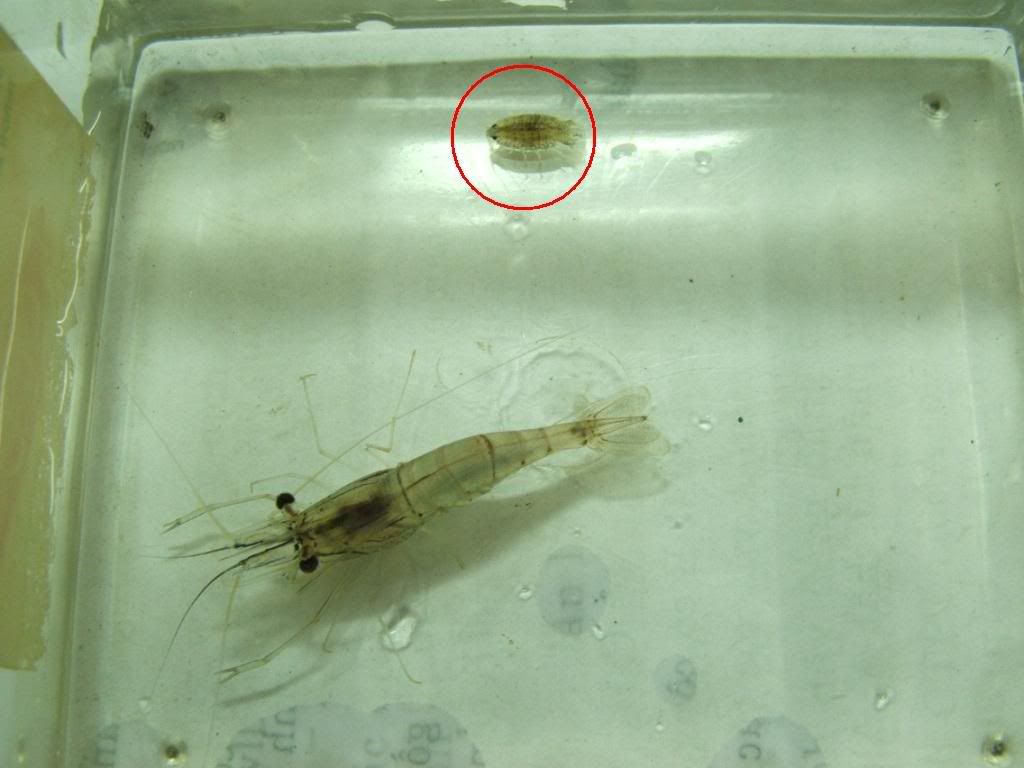 Shrimp parasite?
