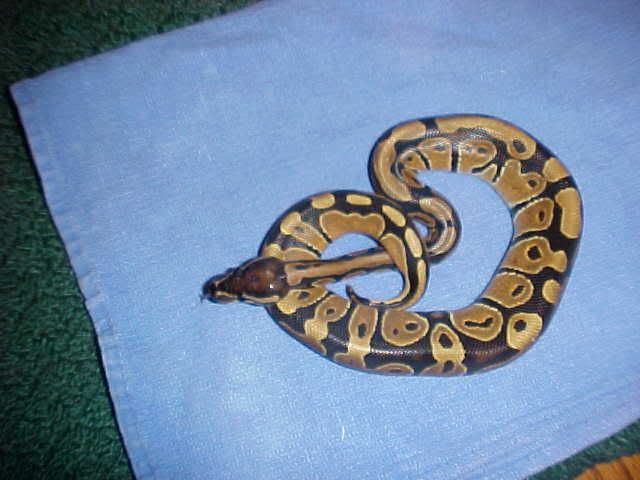 ballpython.jpg