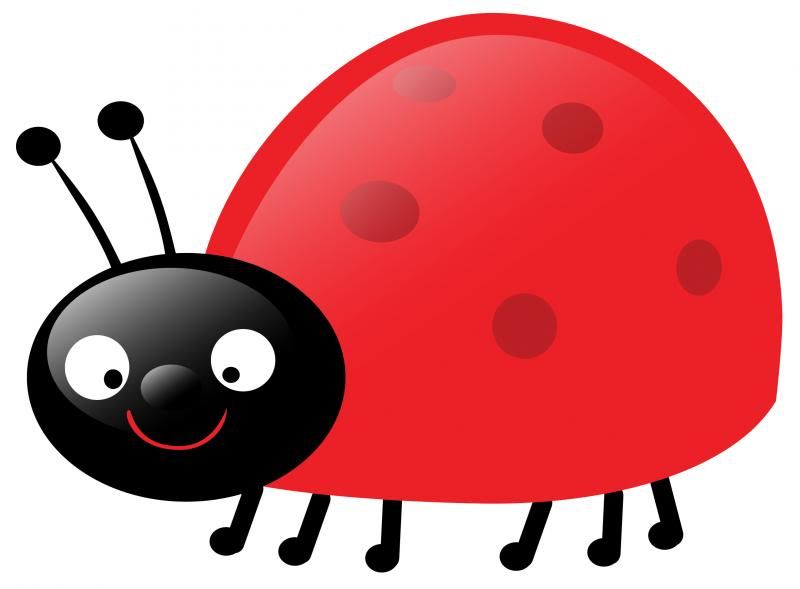 Ladybug