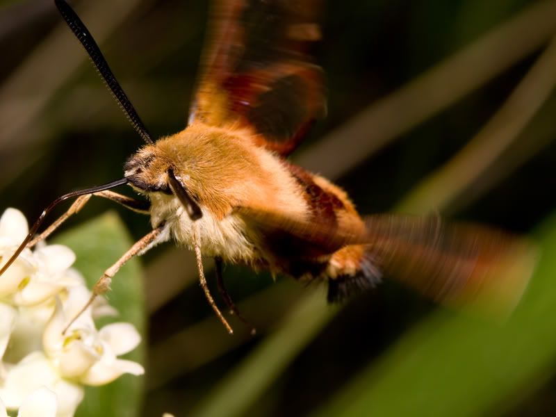 IMAGE: http://img.photobucket.com/albums/v649/twitch1977/moth1.jpg