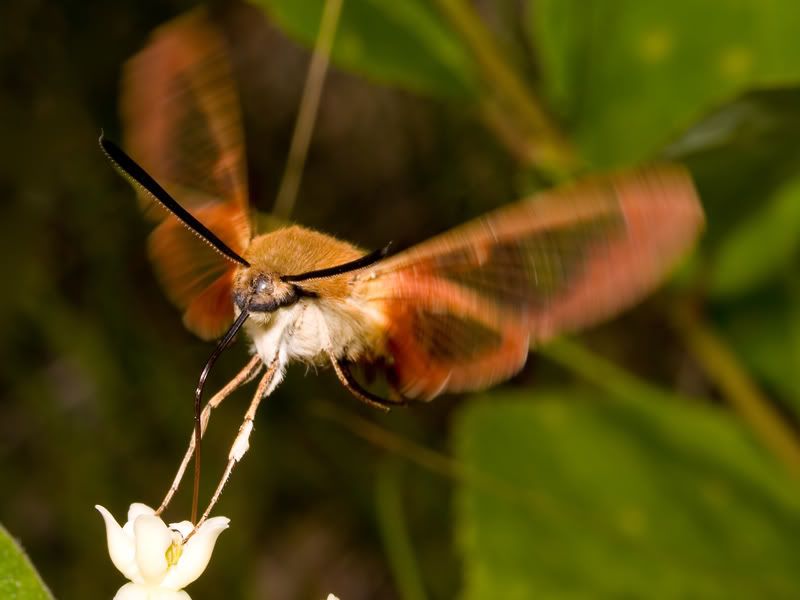 IMAGE: http://img.photobucket.com/albums/v649/twitch1977/moth2.jpg