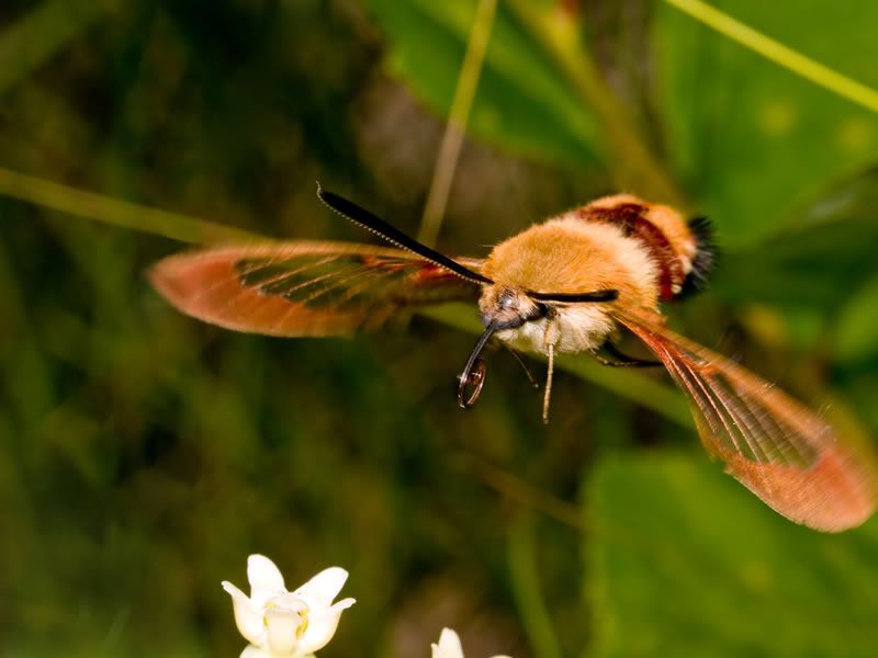 IMAGE: http://img.photobucket.com/albums/v649/twitch1977/moth3.jpg