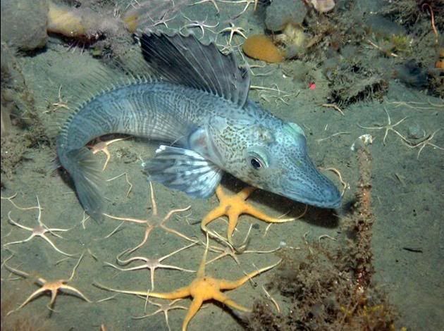 antarticicefish.jpg