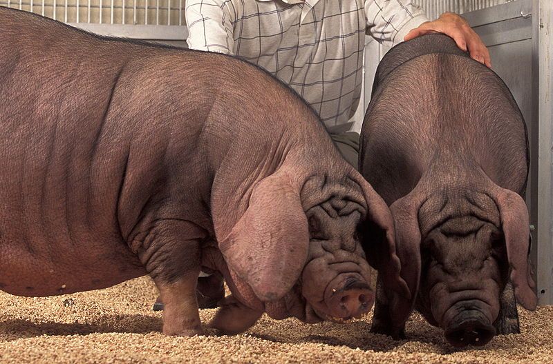 800px-USDA_ARS_Meishan_pig-Cropped.jpg