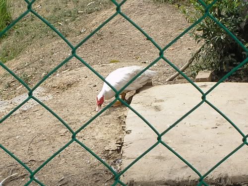 Image hosting by Photobucket