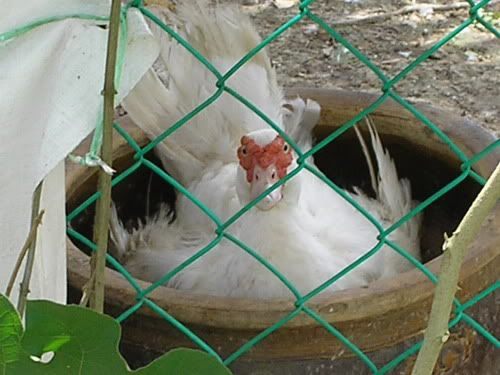 Image hosting by Photobucket