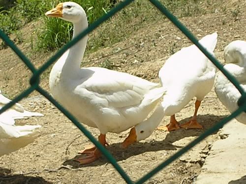 Image hosting by Photobucket