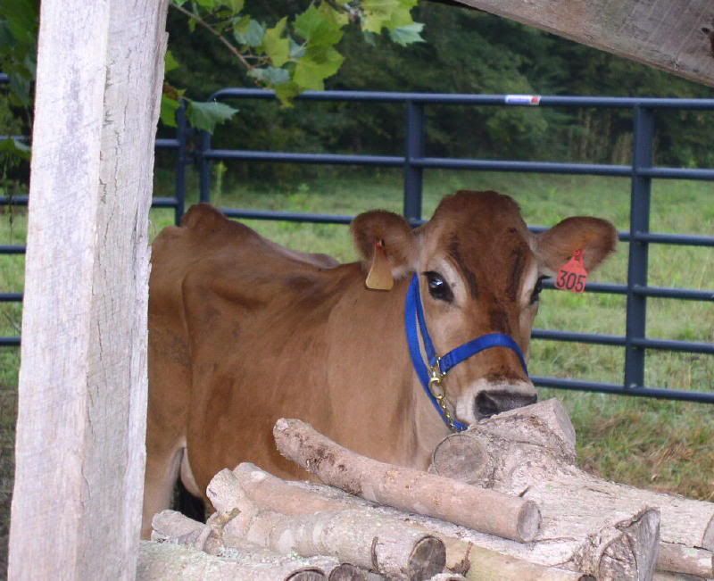 Photos and First Milking - Cattle