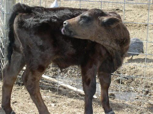 Who Do You Love? - Cattle