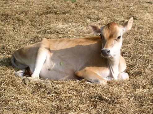 Jersey Heifer Calf FS/ FT: TN - Cattle