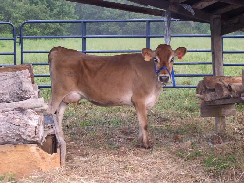 Photos and First Milking - Cattle