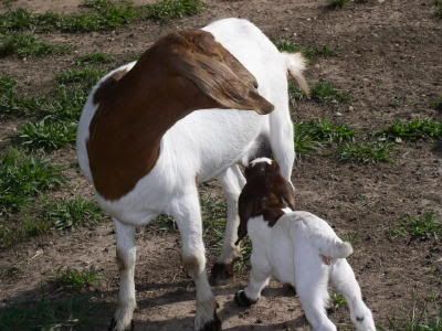 World's Loudest Goat - Goats