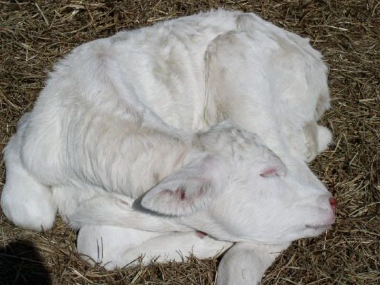 Who Do You Love? - Cattle