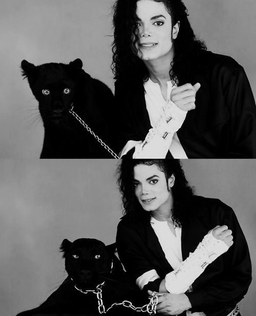 black-and-white-black-kitty-cat-michael-jackson-pantera-Favimcom-210786.jpg