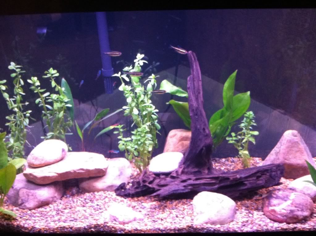 fish tank deutsch fish tank deutsch