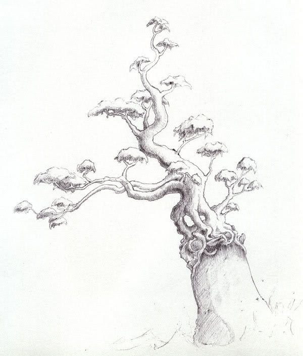 tree_on_sea_rock.jpg