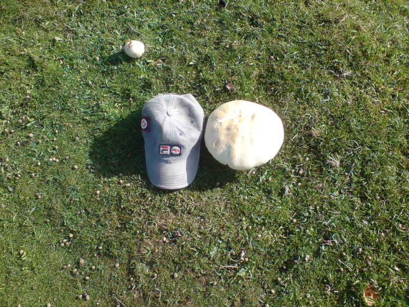 DSC00317.jpg