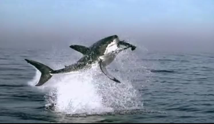 Shark.jpg