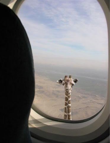 [Image: giraffe.jpg]