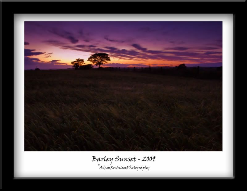 Barley-Sunset.jpg