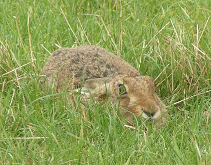 haresquat.jpg