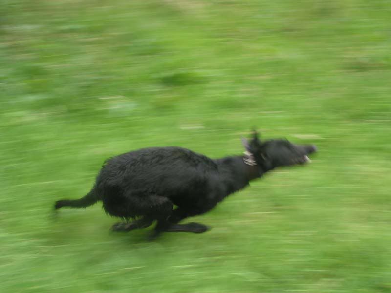 runnin1.jpg
