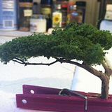  photo Mini Cypress.jpg