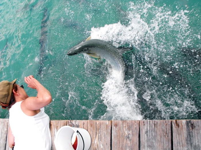 IMAGE: http://img.photobucket.com/albums/v651/boomalai/bikes/Keys2010/DSCF1533.jpg