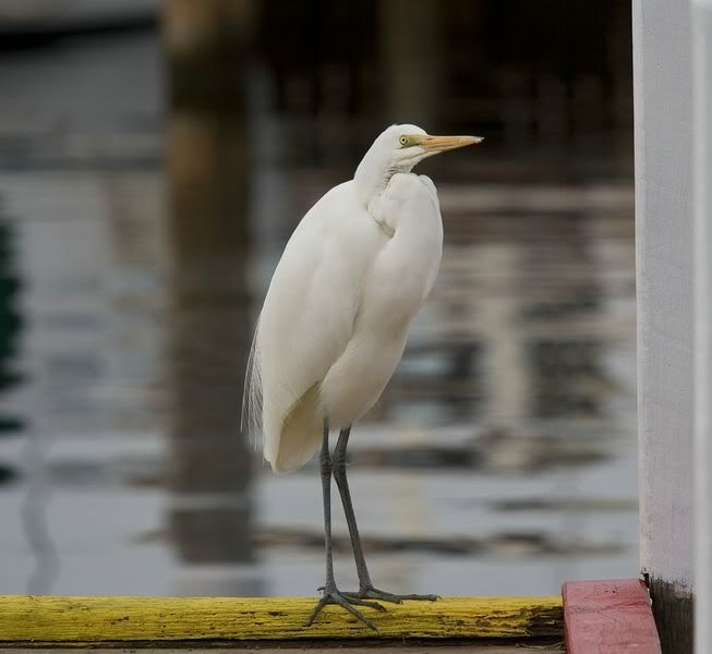 IMAGE: http://img.photobucket.com/albums/v651/cookie99/0687800x600.jpg