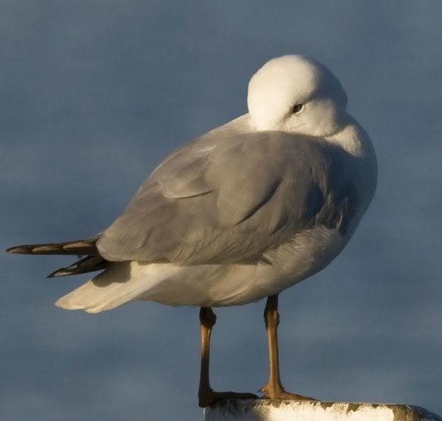 IMAGE: http://img.photobucket.com/albums/v651/cookie99/0758800x600.jpg