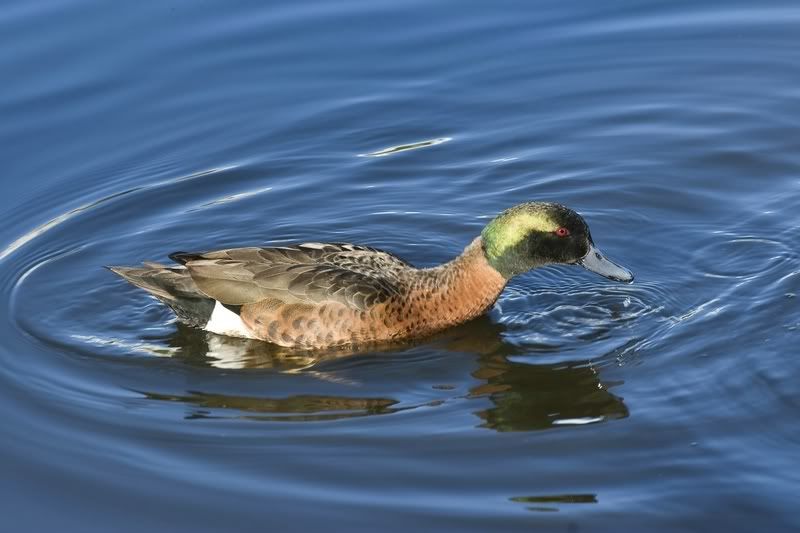 IMAGE: http://img.photobucket.com/albums/v651/cookie99/Duckysm.jpg