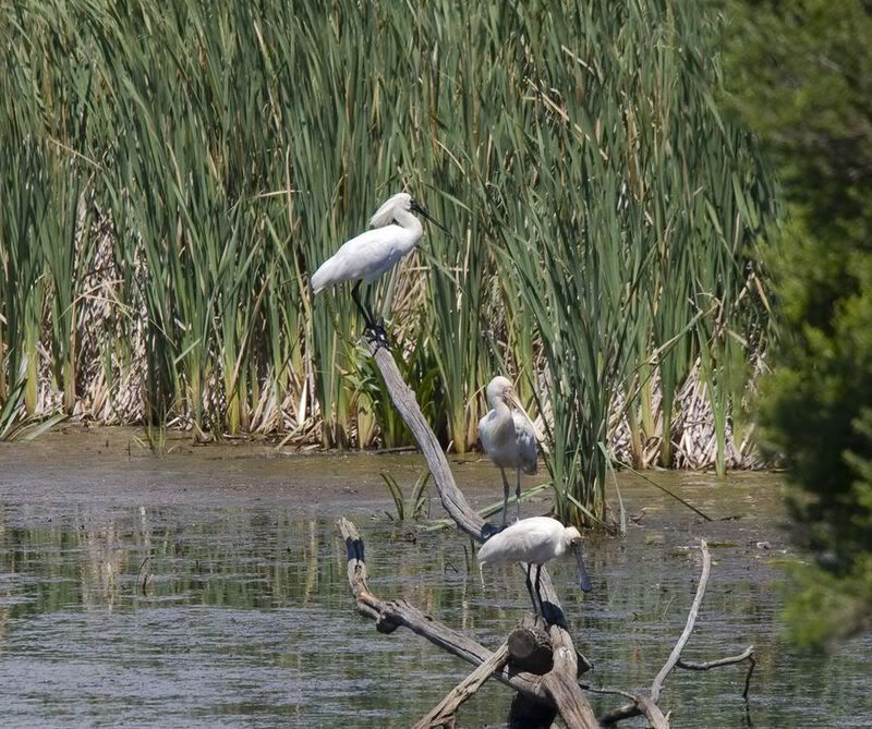 IMAGE: http://img.photobucket.com/albums/v651/cookie99/IMG_74361024x768.jpg