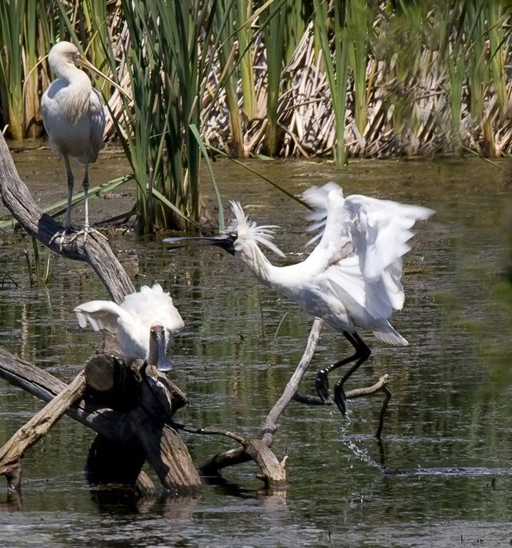 IMAGE: http://img.photobucket.com/albums/v651/cookie99/IMG_7464cl1024x768.jpg