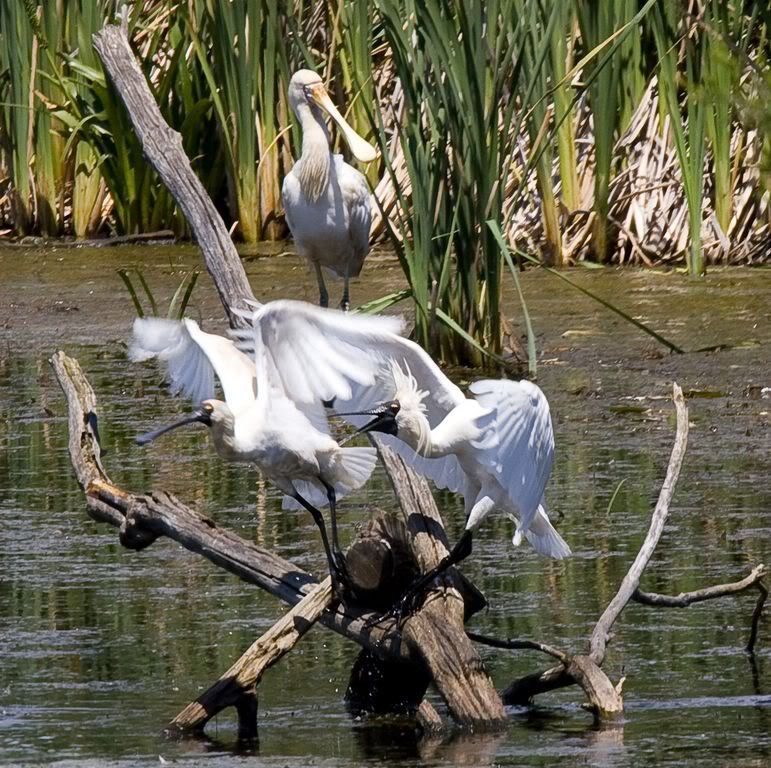 IMAGE: http://img.photobucket.com/albums/v651/cookie99/IMG_74651024x768.jpg