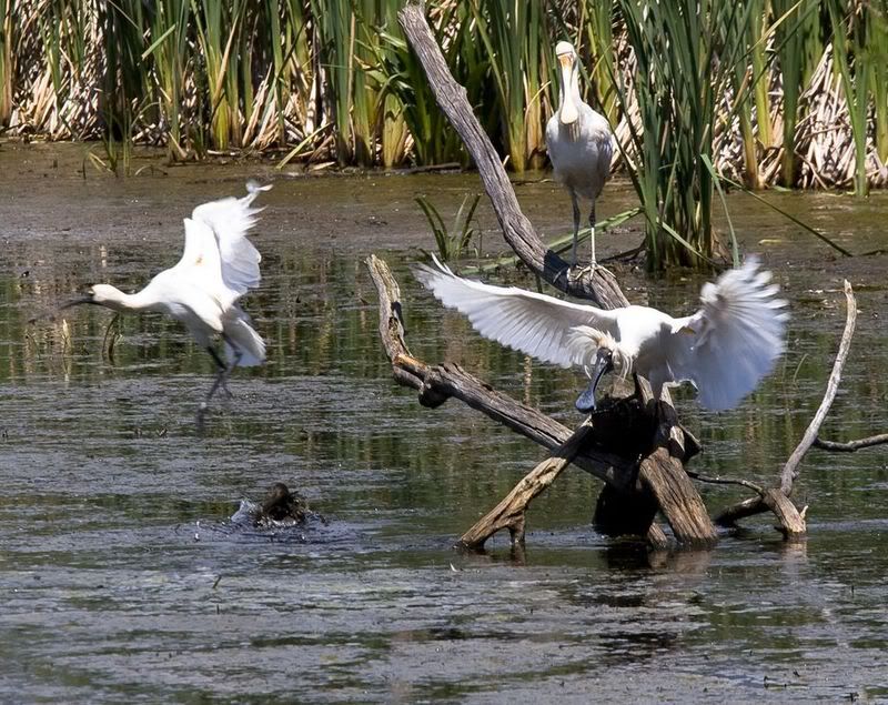 IMAGE: http://img.photobucket.com/albums/v651/cookie99/IMG_74661024x768.jpg